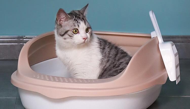 Kaliteli Uygun Fiyatlı Kedi Tuvaleti